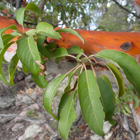 Arbutus xalapensis leaves and bark