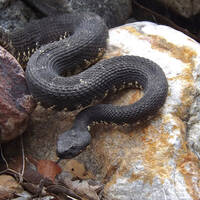 Crotalus cerberus, Arizona black rattlesnake