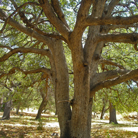 Large Quercus arizona (Arizona white oak) trunk and branches