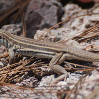Aspidoscelis sonorae