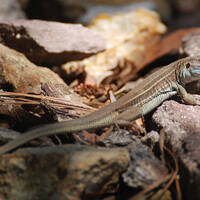 Aspidoscelis sonorae