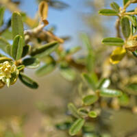 Atamisquea emarginata with flower