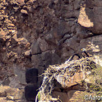 Bald eagles on nest in Sonora by the Rio Yaqui