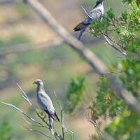 Band-tailed pigeons