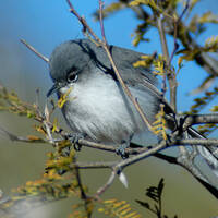 black-capped gnatcatcher