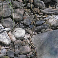 Thamnophis cyrtopsis- black-necked gartersnake