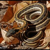 Black-necked gartersnake in ash leaves