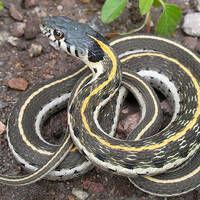 Black-necked gartersnake