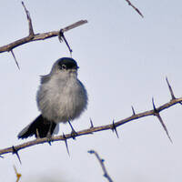 black-tailed gnatcatcher