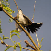 Black-tailed gnatcatcher