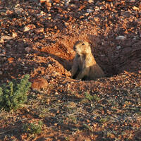 Black-tailed prairie dog