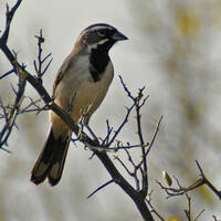 black-throated sparrow