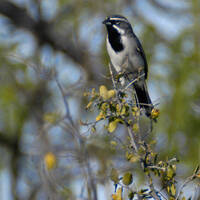 black-throated sparrow