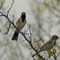 Pair of black-throated sparrows on Celtis pallida