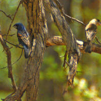 Blue grosbeak male and female