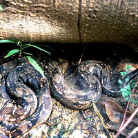 Boa constrictor