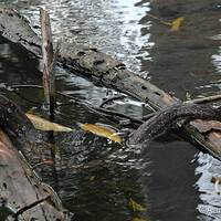 Boa constrictor