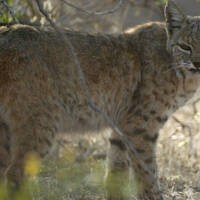Sonora Desert bobcat
