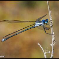 Bright blue damselfly in the Catalina Mountains