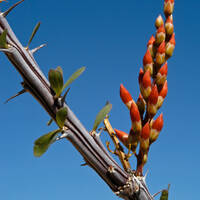 Photo: Ocotillo flowers about to bloom