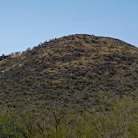 Buffelgrass taking over hill in Sonoran Desert