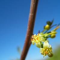 Bursera fagaroides flower close-up