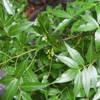 Bursera lancifolia