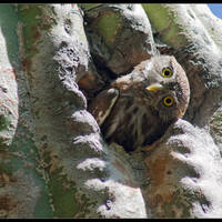 Cactus ferruginous pygmy-owl with sideways head