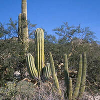 Organ Pipe, Saguaro, and Cardon