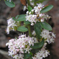 Ceanothus fendleri in flower