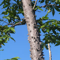 Ceiba acuminata trunk