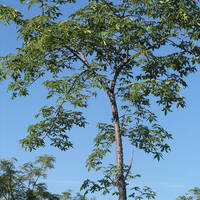 Ceiba acuminata