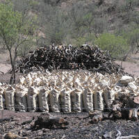 Charcoal operation - cutting and partial burning of mesquite, Sonora