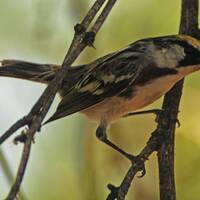 Chestnut-sided warbler
