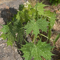 Cnidoscolus angustidens
