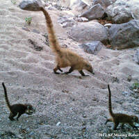 Coati Babies