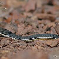 Coluber bilineatus