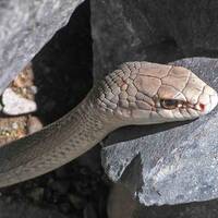 Coluber mentovarius, Neotropical Whipsnake