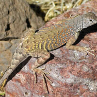 Cophosaurus texanus - Greater Earless Lizard