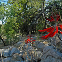 Coral bean flowers