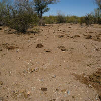 Overgrazed Sonoran Desert