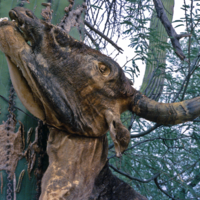 Cow strung up on saguaro