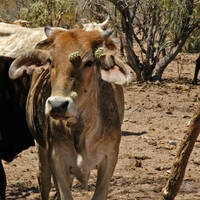 Cow with cholla on its face