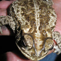 Ollotis mazatlanensis, Mazatlan toad