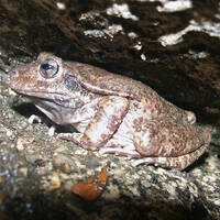 Craugastor augusti, barking frog
