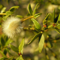 Larrea tridentata fruit and leaf close-up