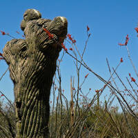 Crested Saguaro amongst blooming ocotillos