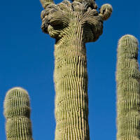 Crested Saguaro
