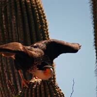 Crested caracara on saguaro