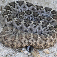 Crotalus atrox, western diamondback rattlesnake